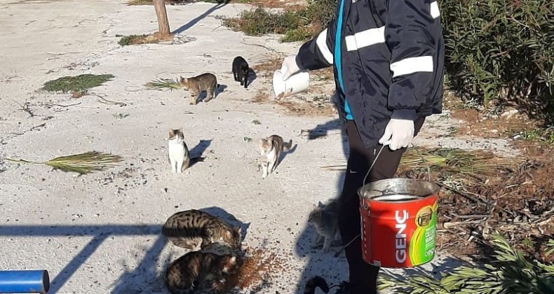 Ayvalık’ta Sokak hayvanlarına belediye şefkati