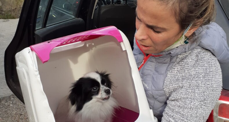 Şömineden çıkan ev yangınında sevimli köpek kurtarıldı