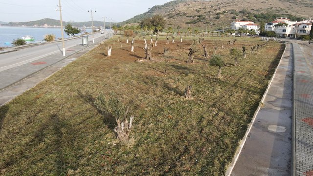 Temel kazısından çıkan ağaçlar yeni yaşam alanlarına yerleştirildi