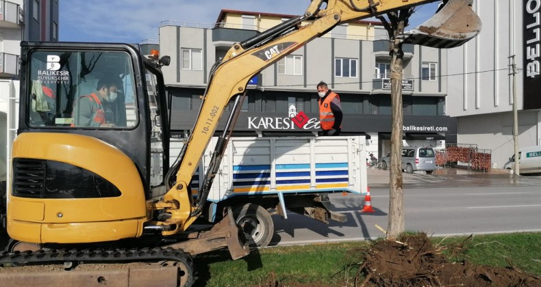 Egzoz gazından zarar gören ağaçlar yenileniyor