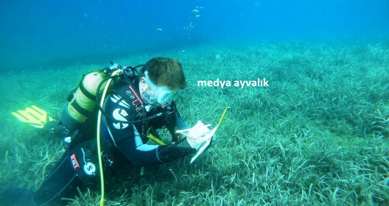 AYVALIK’IN DENİZ ÇAYIRLARININ KORUNMASI İÇİN BM DESTEKLİ PROJE BAŞLATILDI
