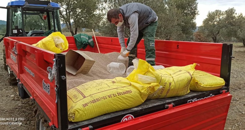 Ayvalık Belediyesi zeytinliklerinde rekolteyi ikiye katlamayı hedefliyor