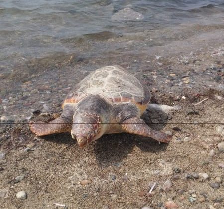 Ayvalık’ta dev kaplumbağa kıyıya vurdu