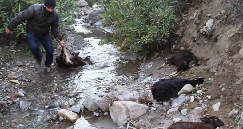 Karaayıt’taki keçi ölümlerinin parazit hastalığı nedeniyle olduğu açıklandı