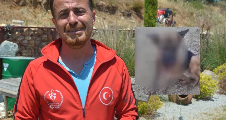 Ayvalık’ta sahipli bir köpeğin hunharca katledildiği iddiası