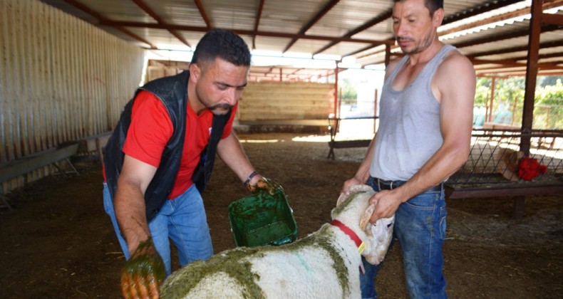 Ayvalık’ta kurbanlık kuzular kınalanmaya başladı