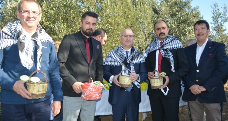 Ayvalık’ta “Zeytinin Babasına” özel erken hasat