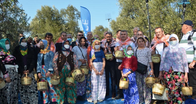 Ayvalık’ta zeytin festivali kapsamında ilk hasat