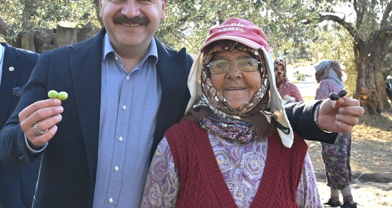 Başkan Yılmaz, zeytin hasatına katıldı