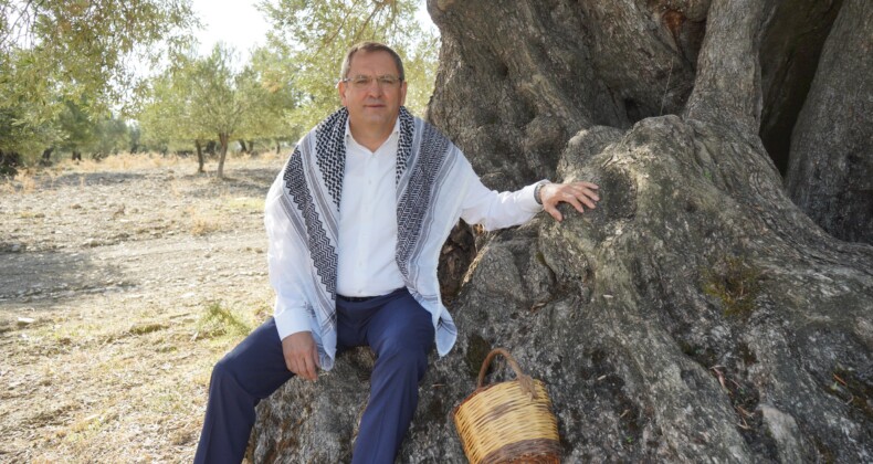 MESUT ERGİN: “DÜNYA ZEYTİN AĞACI GÜNÜ KUTLU OLSUN