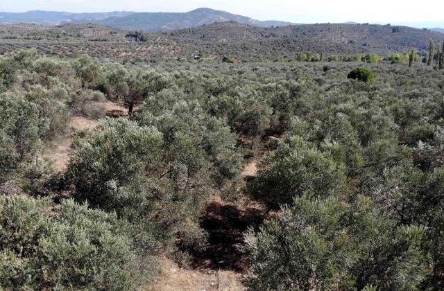 Zeytin arazilerindeki hayvan zararlarına valilik freni