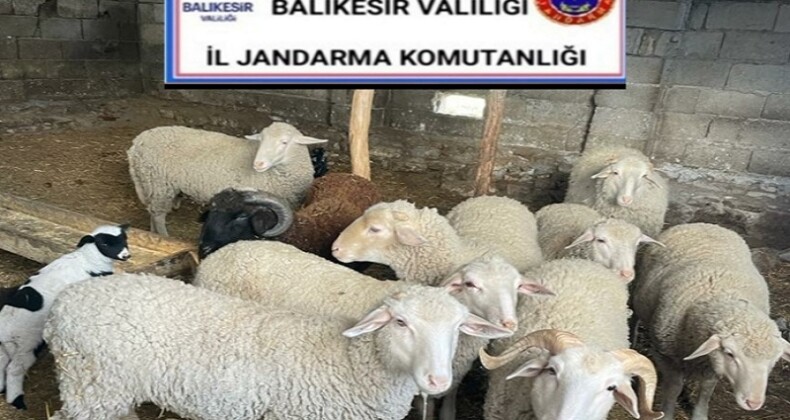 Ayvalık’ta koyun hırsızlarına jandarma freni