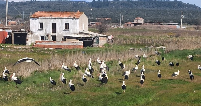 Ayvalık’ı leylekler bastı