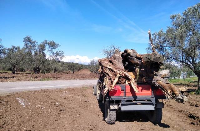 Ayvalık’ta BOTAŞ’a zeytin ağacı tepkisi