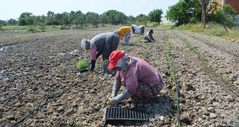 10 yıl sonra 50 bin stevya fidanı toprak buluştu