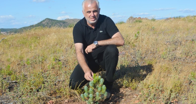 Ayvalık’ta yanan alanlar ormana dönüşüyor