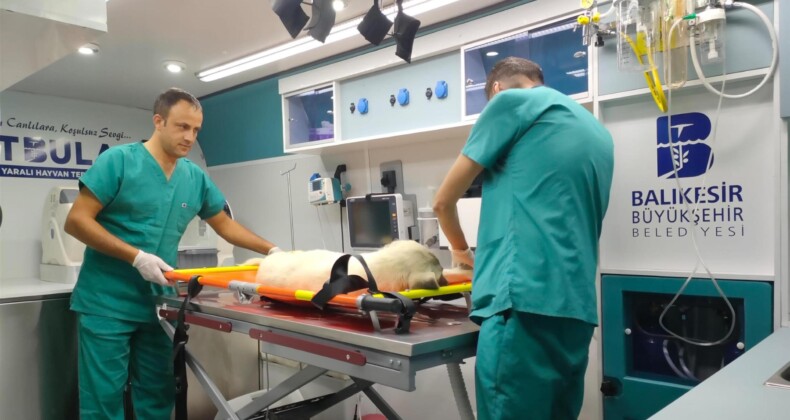 Tatilde 303 can dostun tedavileri gerçekleştirildi
