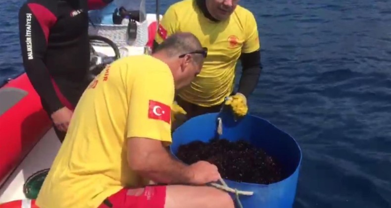 Altınoluk kordonu denizkestanelerinden arındırıldı