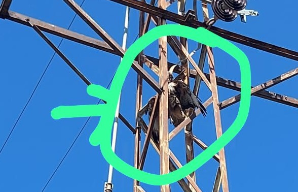 Ayvalık’ta elektrik trafosuna çarpan şahin yangına neden oldu