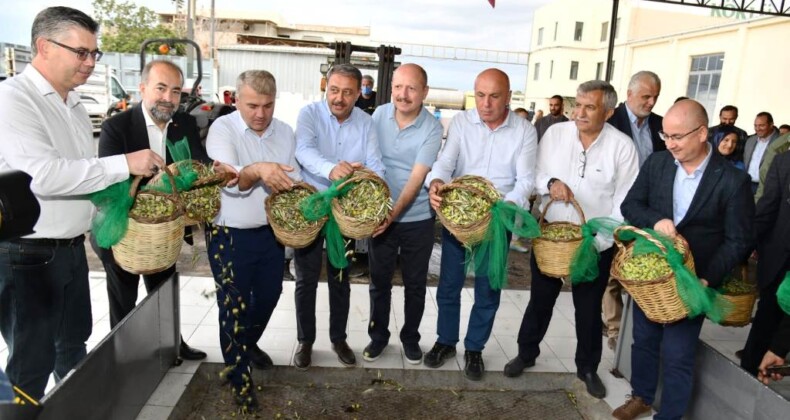 Ayvalık’ta yılın ilk erken hasat zeytinleri sıkıldı