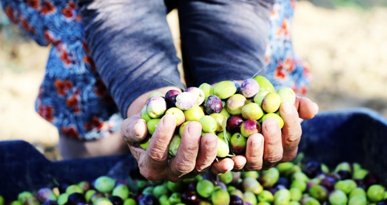 Balıkesir Büyükşehir Belediyesi’nden zeytin üreticilerine destek