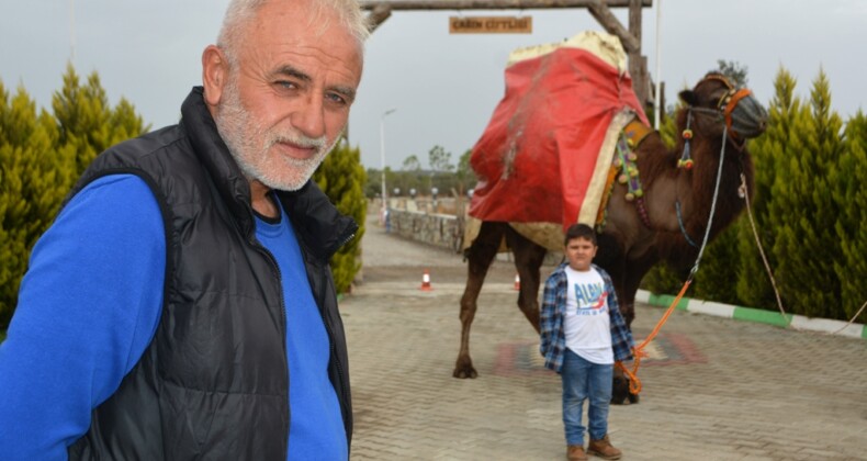 Ayvalık deve güreşleri şölenine hazırlanıyor