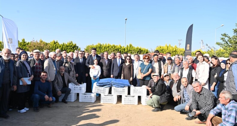 Balıkesir Büyükşehir Belediyesi, zeytin üreticilerini desteklemeye devam ediyor
