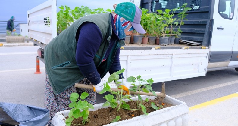 RENGÂRENK SARDUNYALAR AYVALIK’I SÜSLÜYOR