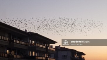 AYVALIK’TA SIĞIRCIK KUŞLARINDAN GÖKYÜZÜ ŞOVU