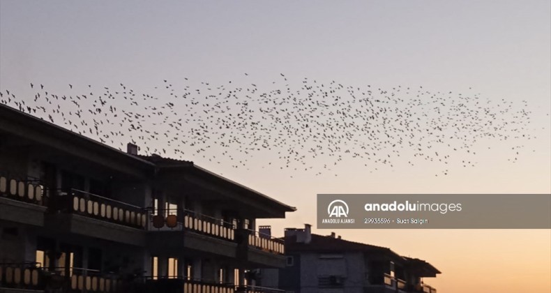 AYVALIK’TA SIĞIRCIK KUŞLARINDAN GÖKYÜZÜ ŞOVU