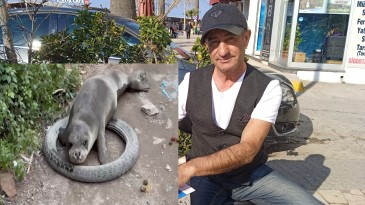 AYVALIK SOKAK ARALARINDA DOLAŞAN FOK BALIĞINI GÖRENLER ŞAŞKINA DÖNDÜ