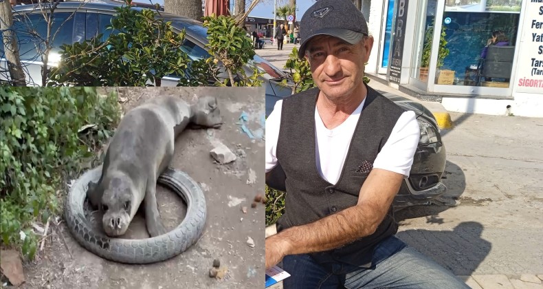 AYVALIK SOKAK ARALARINDA DOLAŞAN FOK BALIĞINI GÖRENLER ŞAŞKINA DÖNDÜ