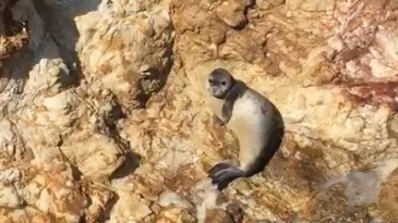 AYVALIK’TA SEVİMLİ FOK BALIĞI GÜNEŞLENİRKEN GÖRÜNTÜLENDİ