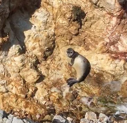 AYVALIK’TA SEVİMLİ FOK BALIĞI GÜNEŞLENİRKEN GÖRÜNTÜLENDİ