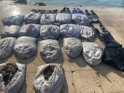 Ayvalık’ta Sahil Güvenlikten deniz patlıcanı operasyonu