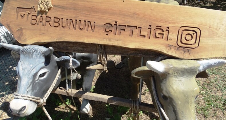 BARBUNUN ÇİFTLİĞİ’NDE REKOR SAYIDA KURBANLIK HÜJYEN KOŞULLARDA KESİLDİ