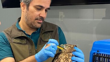 Bayağı Çakır Kuşu şefkatli ellerde tedavi altında
