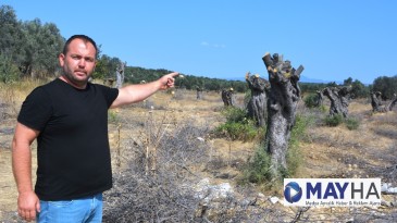 GÖMEÇ’TE TALAN EDİLEN ZEYTİN AĞAÇLARININ YERİNE LÜKS VİLLALAR DİKİLİYOR 