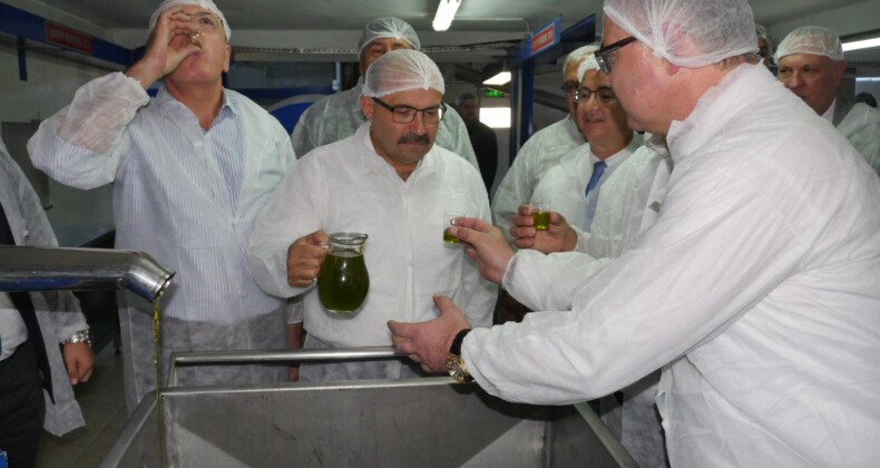 AYVALIK’TA YILIN İLK ZEYTİN HASATI VE ZEYTİN SIKIMI YAPILDI