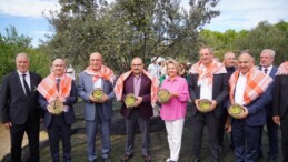 AYVALIK ZEYTİNİNE ULUSLARARASI FESTİVAL HASATI