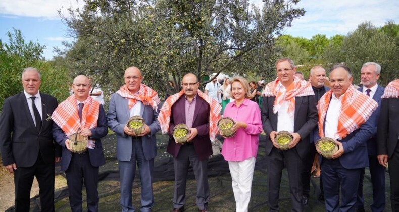 AYVALIK ZEYTİNİNE ULUSLARARASI FESTİVAL HASATI