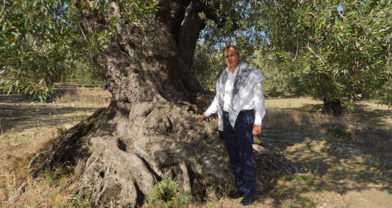 BAŞKAN ERGİN ZEYTİN AĞACI GÜNÜNÜ UNUTMADI