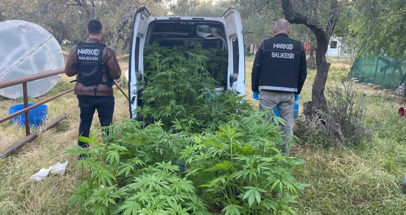 AYVALIK’TA POLİSTEN UYUŞTURUCU OPERASYONU