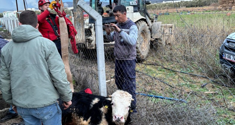 GÖMEÇ’TE KUYUYA DÜŞEN İNEK İTFAİYE EKİPLERİNCE KURTARILDI