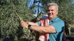 AYVALIK ZEYTİNYAĞINDA AB TESCİLİ İÇİN ÇABALAR SÜRÜYOR