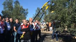 KÖKLÜ ZEYTİNCİLİK’TEN ZEYTİNİN BAŞKENTİ AYVALIK’TA YILIN İLK HASADI