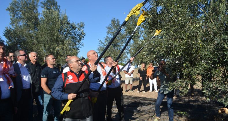 KÖKLÜ ZEYTİNCİLİK’TEN ZEYTİNİN BAŞKENTİ AYVALIK’TA YILIN İLK HASADI