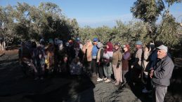 ALTINOVA’DA ZEYTİN HASADI DUA VE HAYIR YEMEKLERİYLE BAŞLADI