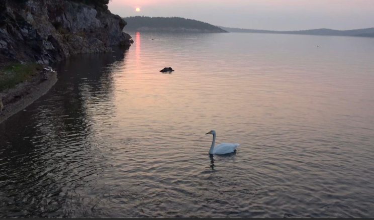 AYVALIK’TA SEVİMLİ KUĞU PAŞA LİMANI’NIN SİMGESİ OLDU