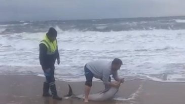 AYVALIK’TA KARAYA VURAN YUNUSU VATANDAŞLAR KURTARDI